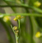 Low spearwort